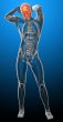 3d render medical illustration of the human skull 