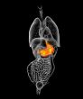 3d render medical illustration of the stomach