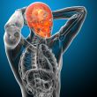 3d render medical illustration of the human skull 