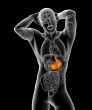 3d render medical illustration of the stomach