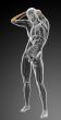 3d render medical illustration of the ulna bone