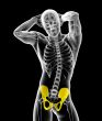 3d render medical illustration of the pelvis bone 