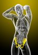3d render medical illustration of the pelvis bone 