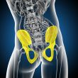 3d render medical illustration of the pelvis bone 