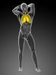 3d rendered illustration of the respiratory system