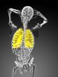 3d rendered illustration of the respiratory system