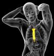 3d render medical illustration of the sternum bone