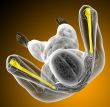 3d render medical illustration of the ulna bone
