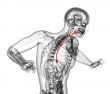 3d rendered illustration of the esophagus 
