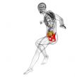 3d render medical illustration of the hip bone 