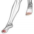  phalanges foot 