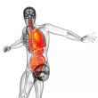digestive system and respiratory system 