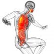 digestive system and respiratory system