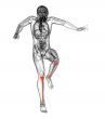 3d render medical illustration of the tibia  
