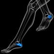 3d render medical illustration of the calcaneus