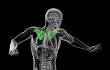 3d render medical illustration of the scapula bone
