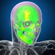 3d render medical illustration of the human skull 