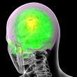 3d render medical illustration of the human sull 
