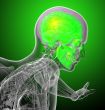 3d render medical illustration of the human skull 