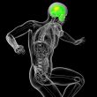 3d render medical illustration of the human sull 