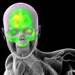 3d render medical illustration of the human sull 
