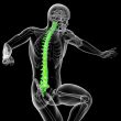 3d render medical illustration of the human spine 