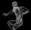 3d rendered illustration of the esophagus