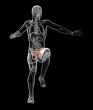 3d render medical illustration of the pelvis bone 
