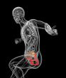 3d render medical illustration of the pelvis bone 