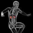 3d render medical illustration of the kidney 