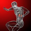 3d render medical illustration of the kidney 