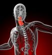  cervical spine