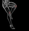  patella bone 