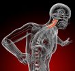  cervical spine