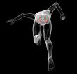3d render medical illustration of the pelvis bone
