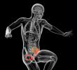3d render medical illustration of the pelvis bone