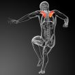 3d render medical illustration of the scapula bone