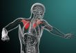 3d render medical illustration of the scapula bone