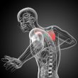 3d render medical illustration of the scapula bone