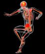  human skeleton 