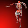 human skeleton 
