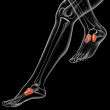  midfoot bone 
