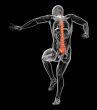 3d render medical illustration of the human spine