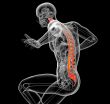 3d render medical illustration of the human spine