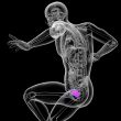 3d render medical illustration of the bladder