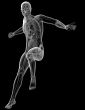 human anatomy 