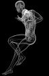 human anatomy 