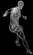 human anatomy 
