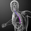 3d render medical illustration of the esophagus 