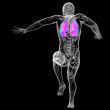 3d render medical illustration of the human lung